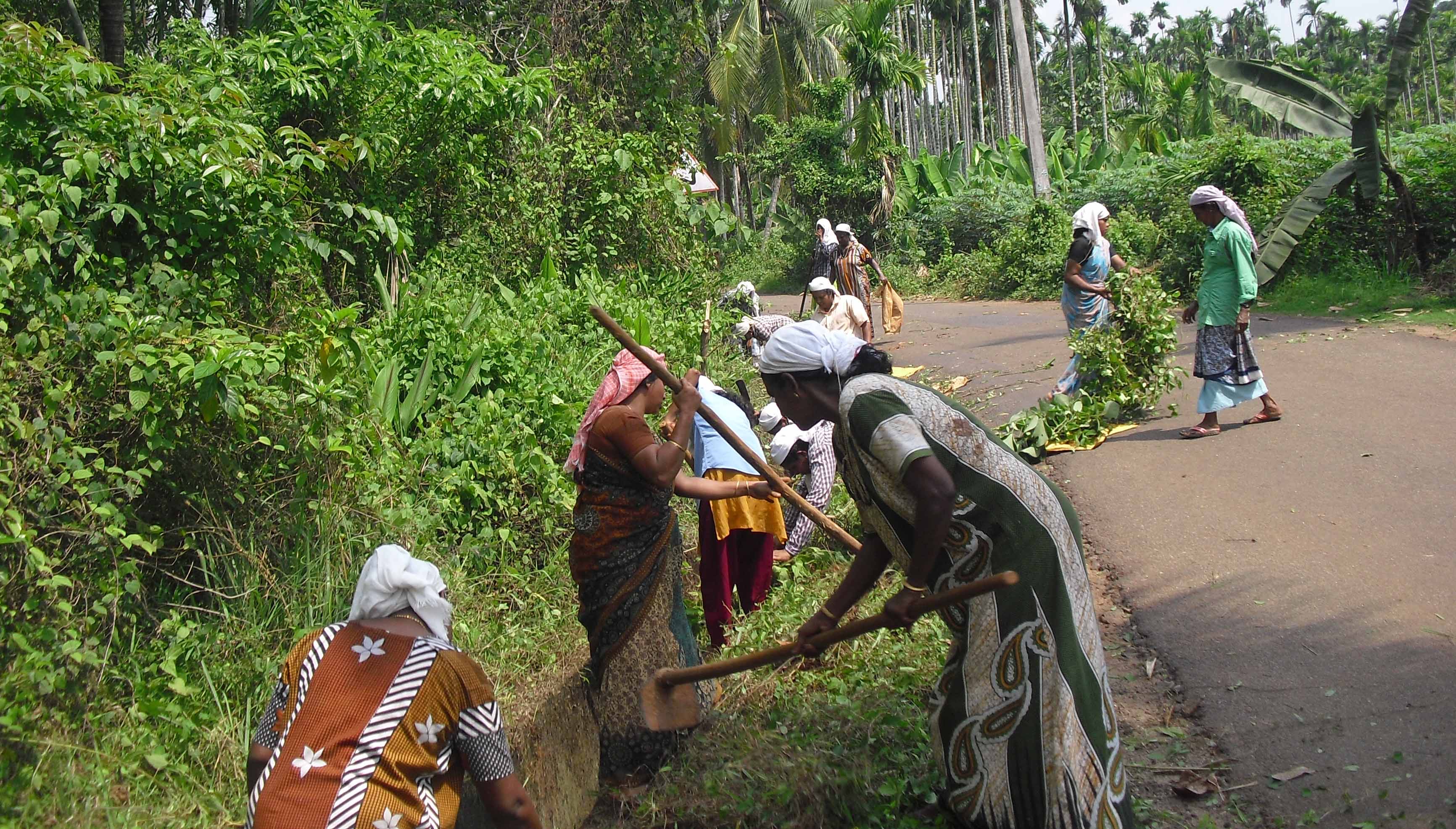 KOZHIKODE  25th May 2014 : Women workers cleaning at Kuruvattoor Poyilthazham in action for Deseeya Grameena Thozhil Urappu paddhathi ( Thozhilurappu ) at Mavoor  #
